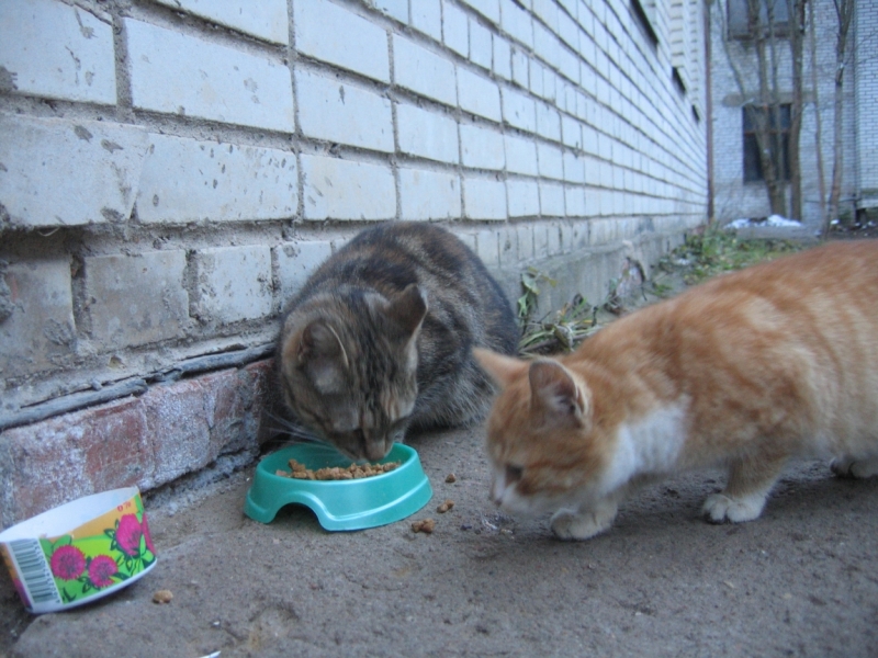 Поговорим о кошках36