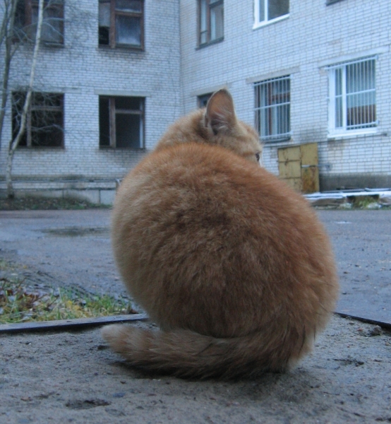 Поговорим о кошках36