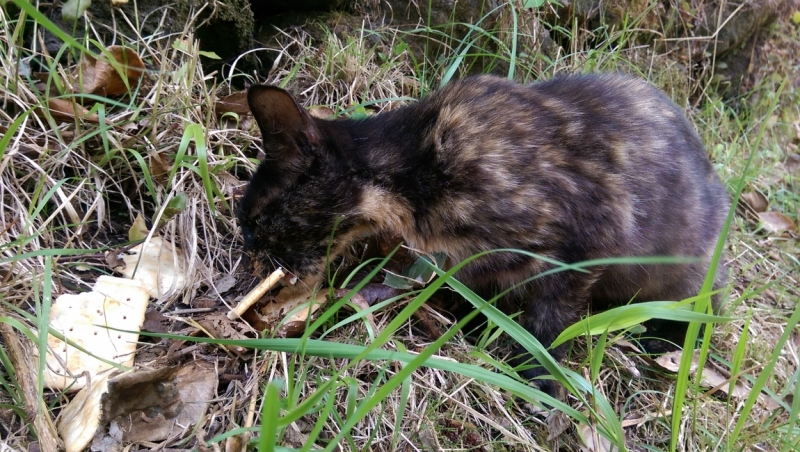 Азоры: 5 островов, одна, весь багаж 4 кг, 16 дней, полная импровизация