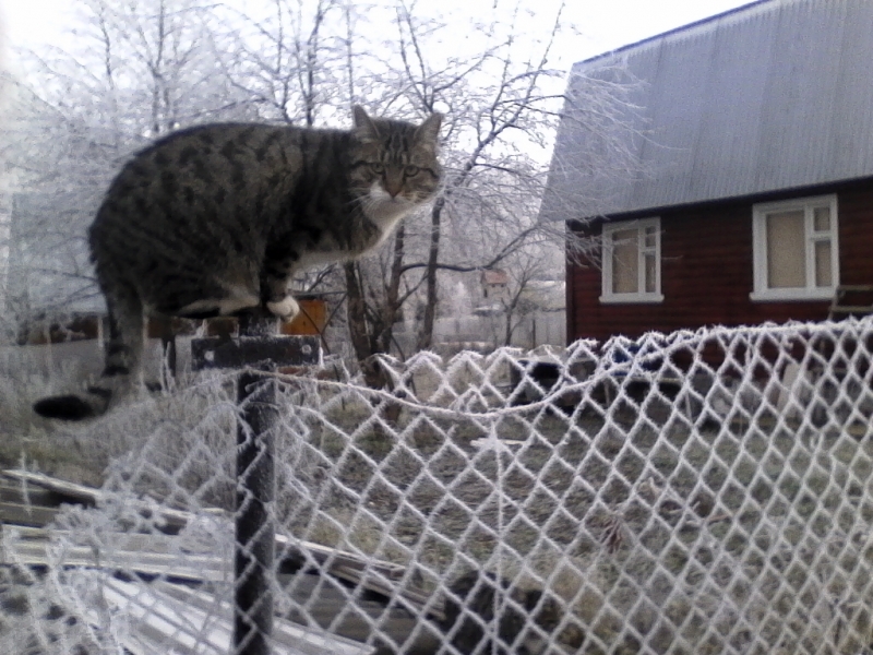 Поговорим о кошках36