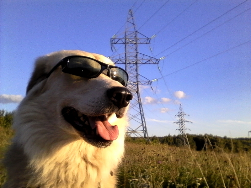 Поговорим о кошках36