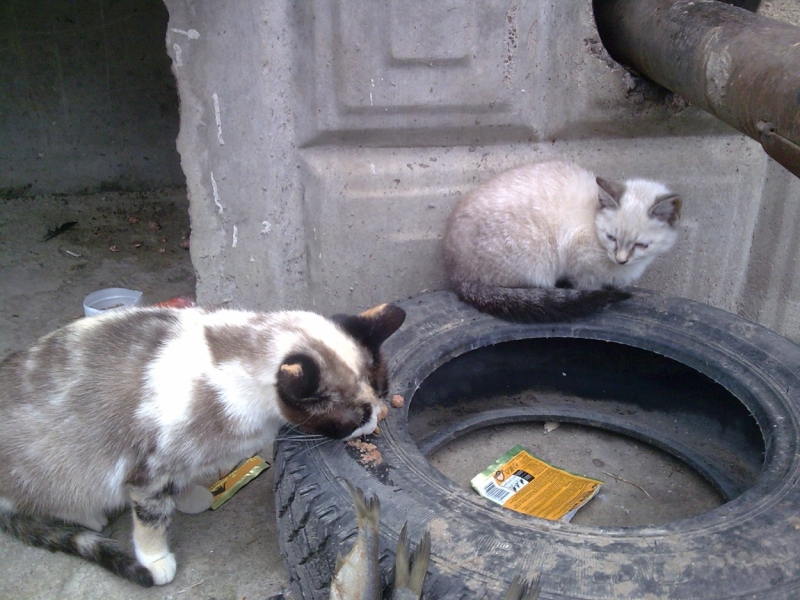 Поговорим о кошках36