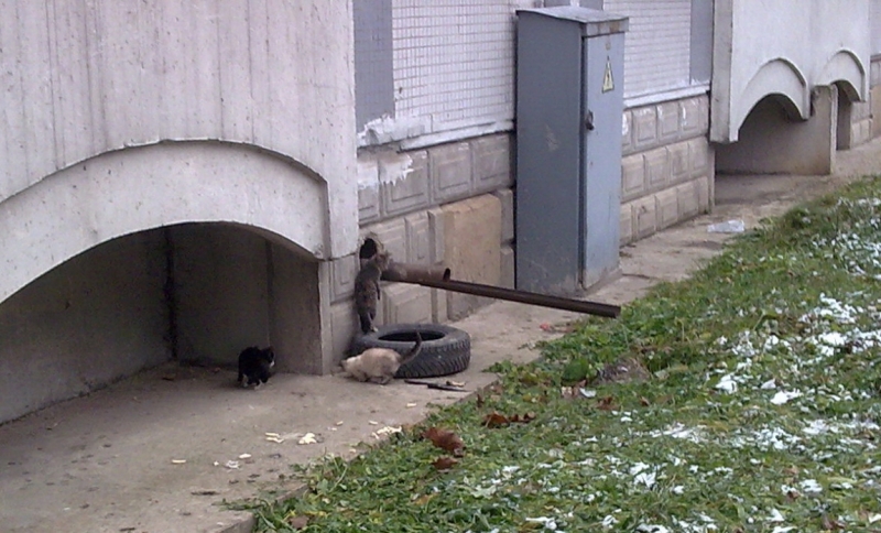 Поговорим о кошках36