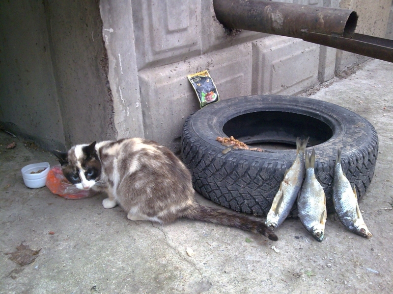 Поговорим о кошках36