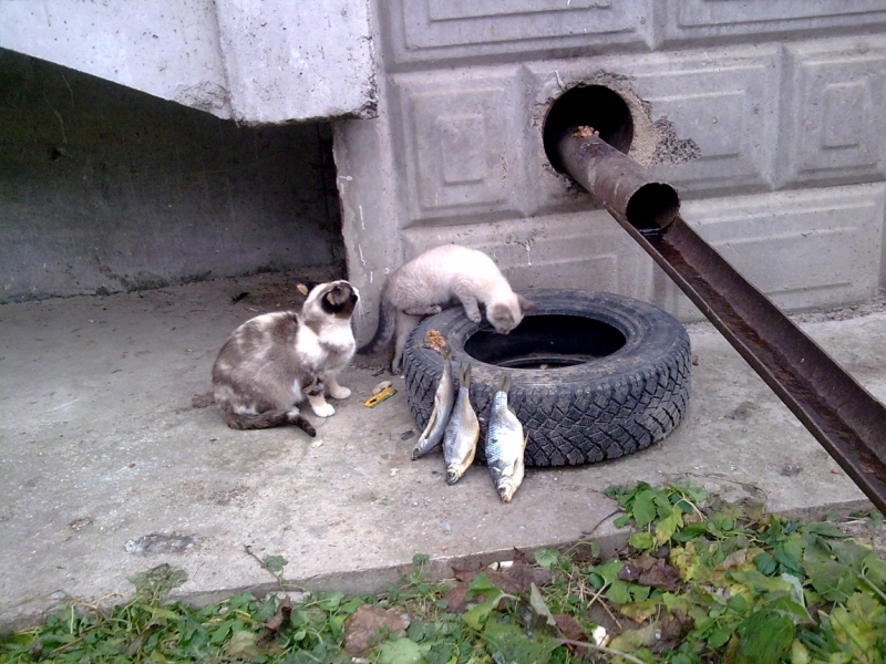 Поговорим о кошках36