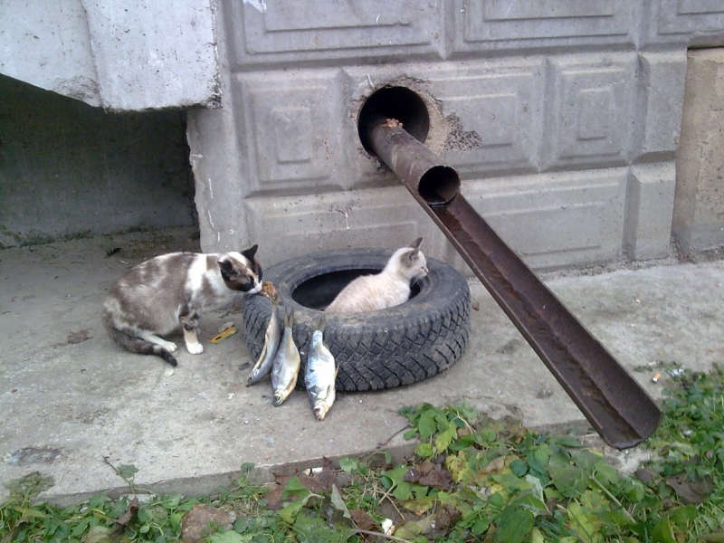 Поговорим о кошках36