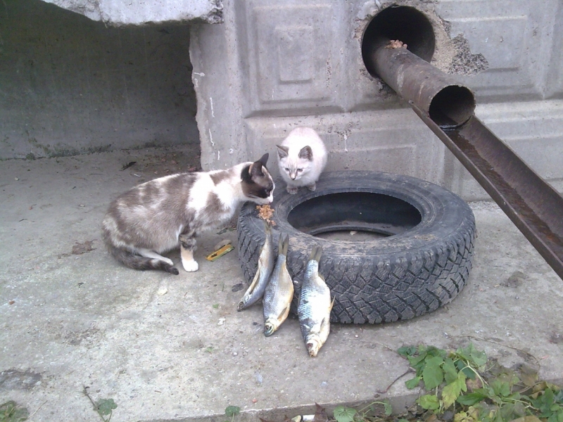 Поговорим о кошках36