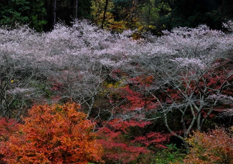 Лучшие достопримечательности Японии в сезон момидзи: Tokyo-Nagoya(Obara,Korankei)-Kyoto-Nara-Osaka