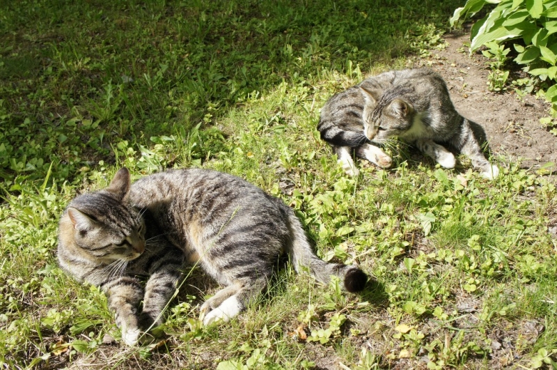 Поговорим о кошках36