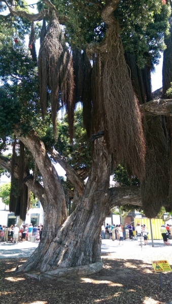 Азоры: 5 островов, одна, весь багаж 4 кг, 16 дней, полная импровизация