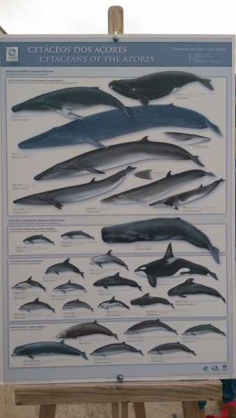 Азоры: 5 островов, одна, весь багаж 4 кг, 16 дней, полная импровизация