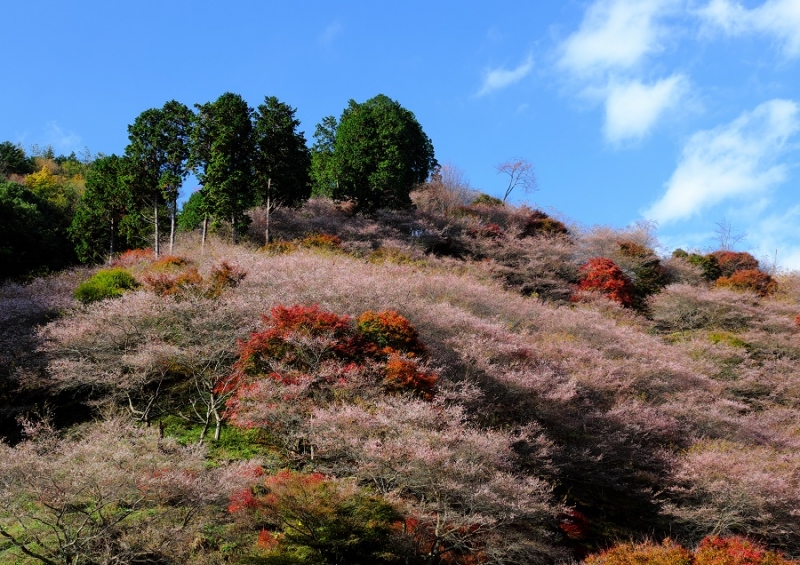 Лучшие достопримечательности Японии в сезон момидзи: Tokyo-Nagoya(Obara,Korankei)-Kyoto-Nara-Osaka