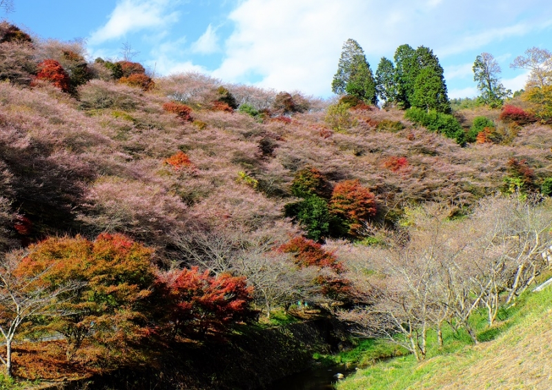 Лучшие достопримечательности Японии в сезон момидзи: Tokyo-Nagoya(Obara,Korankei)-Kyoto-Nara-Osaka