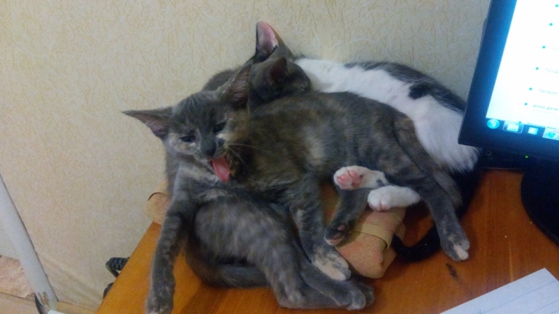 Поговорим о кошках36