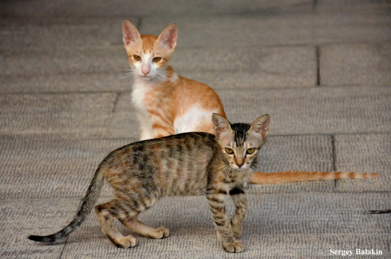 Азиадские штучки Queen-pig, тук-тук и хот-дог по-хайнаньски в круизе Voyager of the Seas