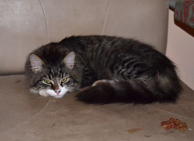 Поговорим о кошках36