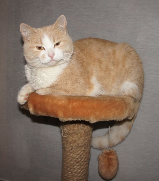 Поговорим о кошках36