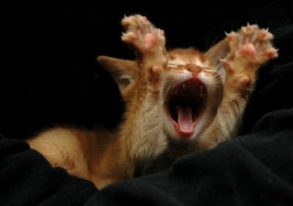 Поговорим о кошках36