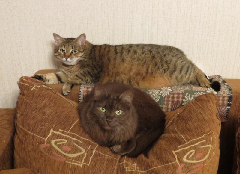 Поговорим о кошках36