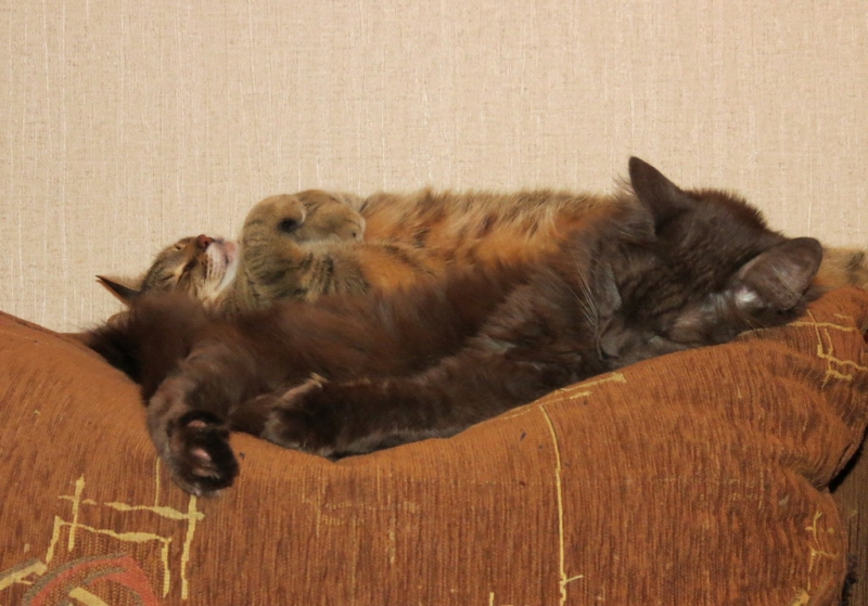 Поговорим о кошках36