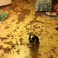 Поговорим о кошках36