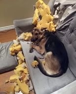 Поговорим о кошках36