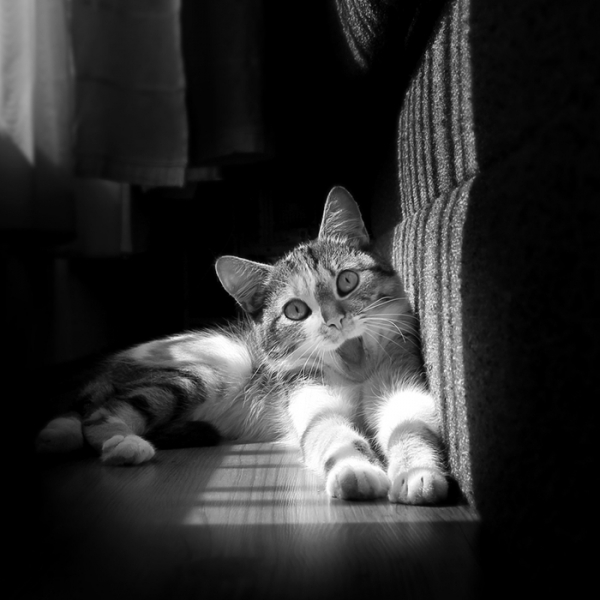 Поговорим о кошках36