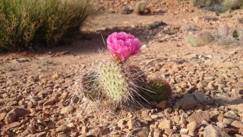 California - Nevada - Utah - Arizona апрель-май 2015 California - Nevada - Utah - Arizona апрель-май 2015