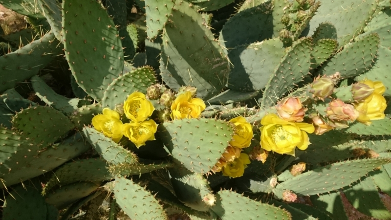 California - Nevada - Utah - Arizona апрель-май 2015 California - Nevada - Utah - Arizona апрель-май 2015
