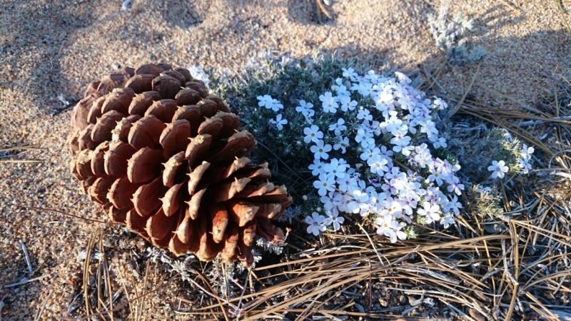 California - Nevada - Utah - Arizona апрель-май 2015