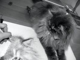 Поговорим о кошках36