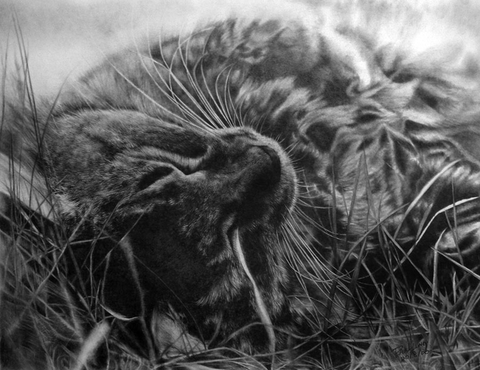 Поговорим о кошках36