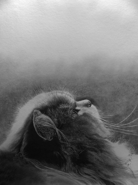 Поговорим о кошках36