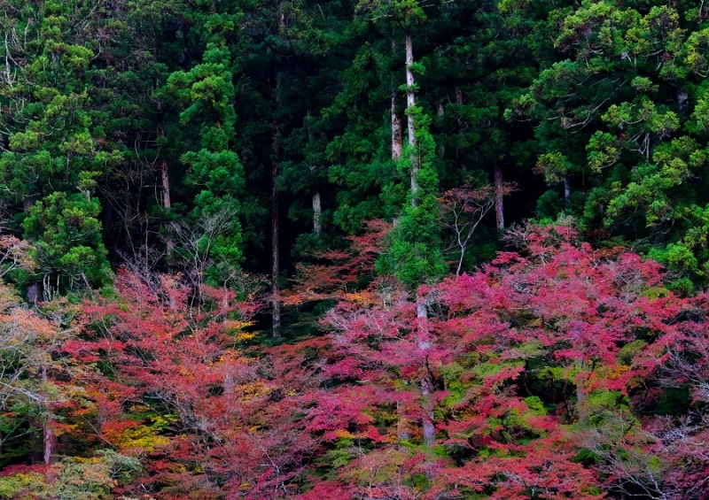 Лучшие достопримечательности Японии в сезон момидзи: Tokyo-Nagoya(Obara,Korankei)-Kyoto-Nara-Osaka