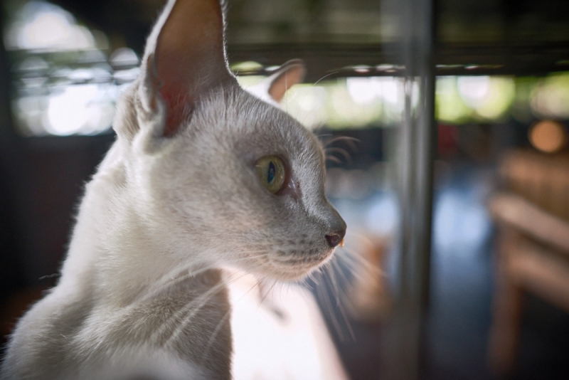 Поговорим о кошках36