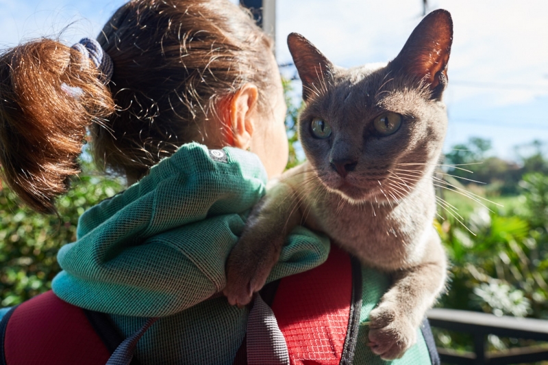 Поговорим о кошках36