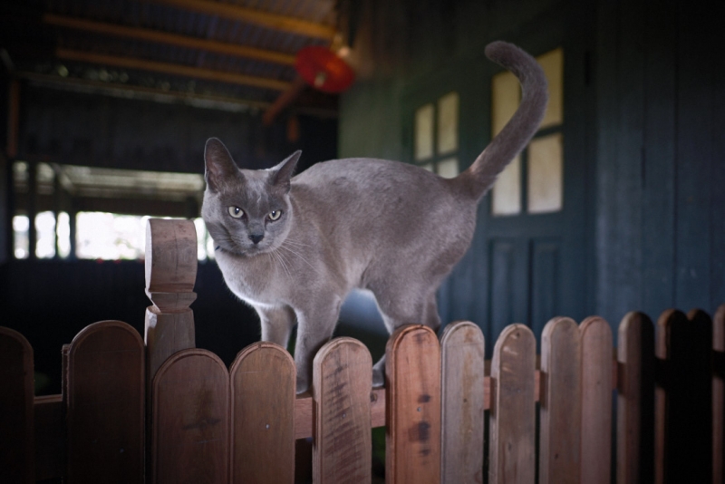 Поговорим о кошках36