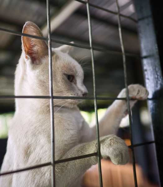 Поговорим о кошках36