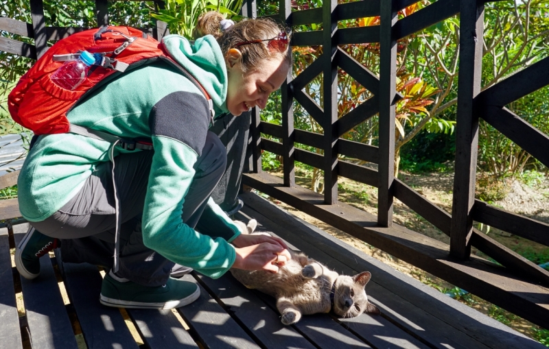 Поговорим о кошках36