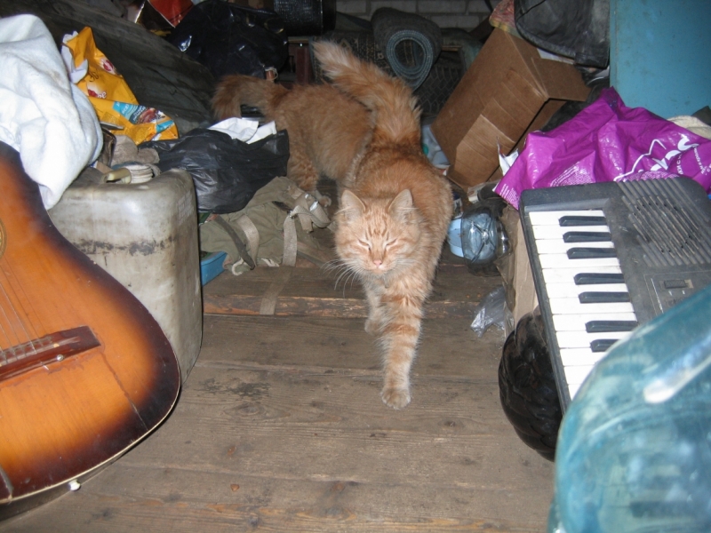 Поговорим о кошках36