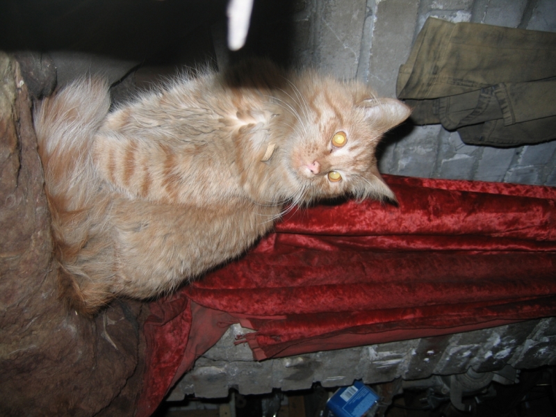 Поговорим о кошках36