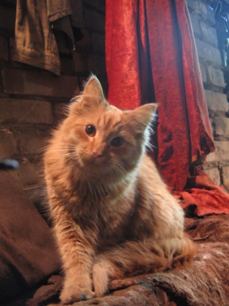 Поговорим о кошках36