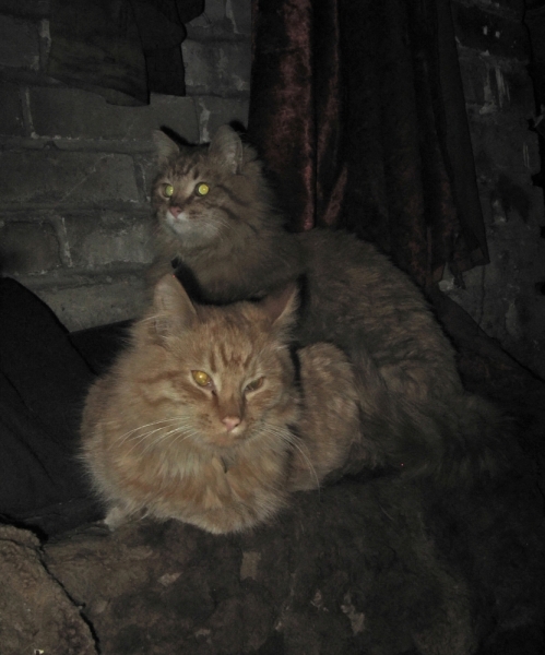 Поговорим о кошках36