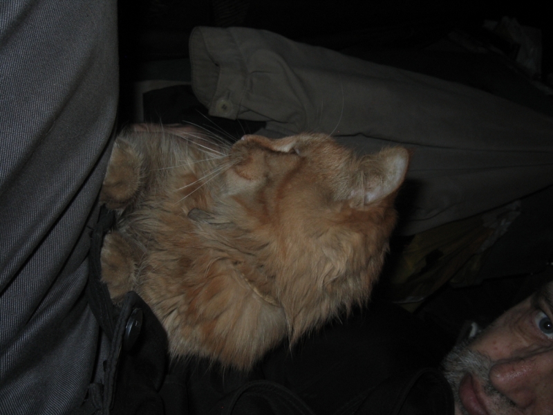 Поговорим о кошках36