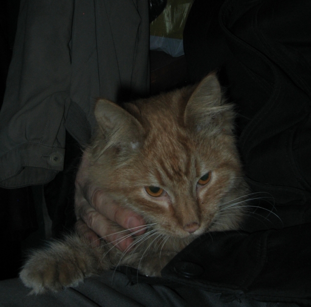 Поговорим о кошках36