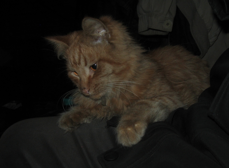 Поговорим о кошках36