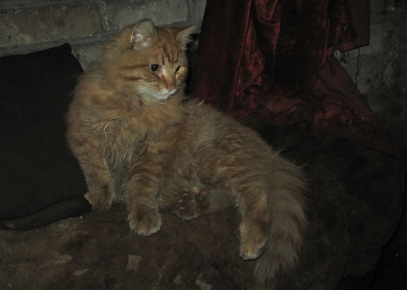 Поговорим о кошках36