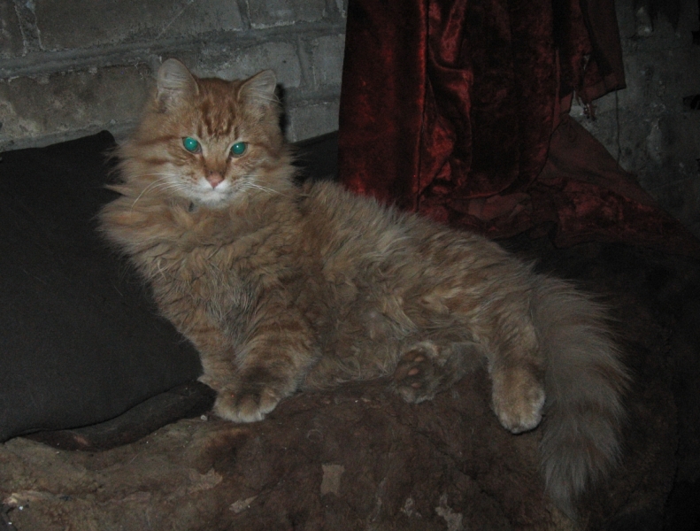 Поговорим о кошках36