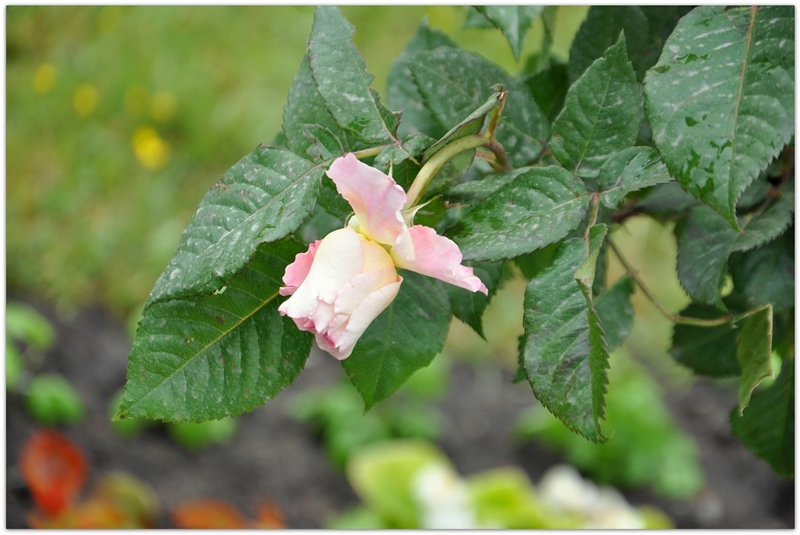 Питер: город контрастов.