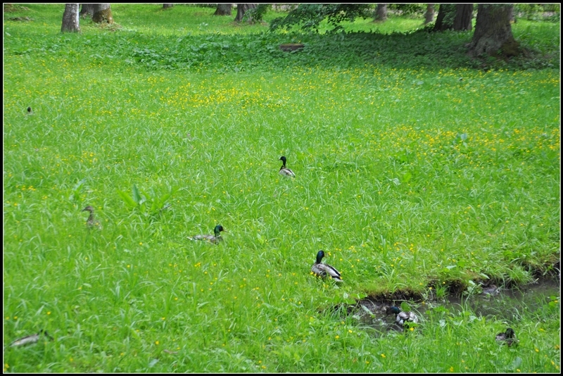 Питер: город контрастов.